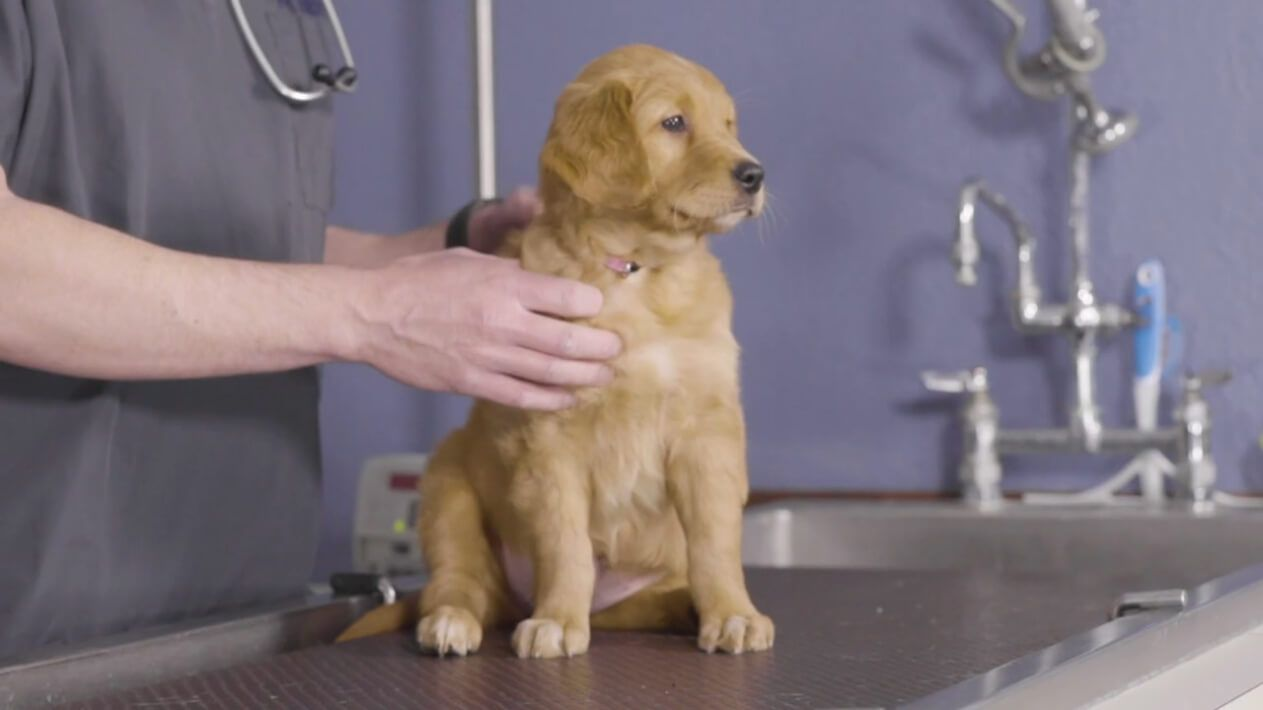 Eukanuba golden retriever sales puppy