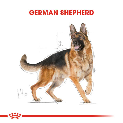 German Shepherd Adult Yetişkin Köpek Kuru Maması