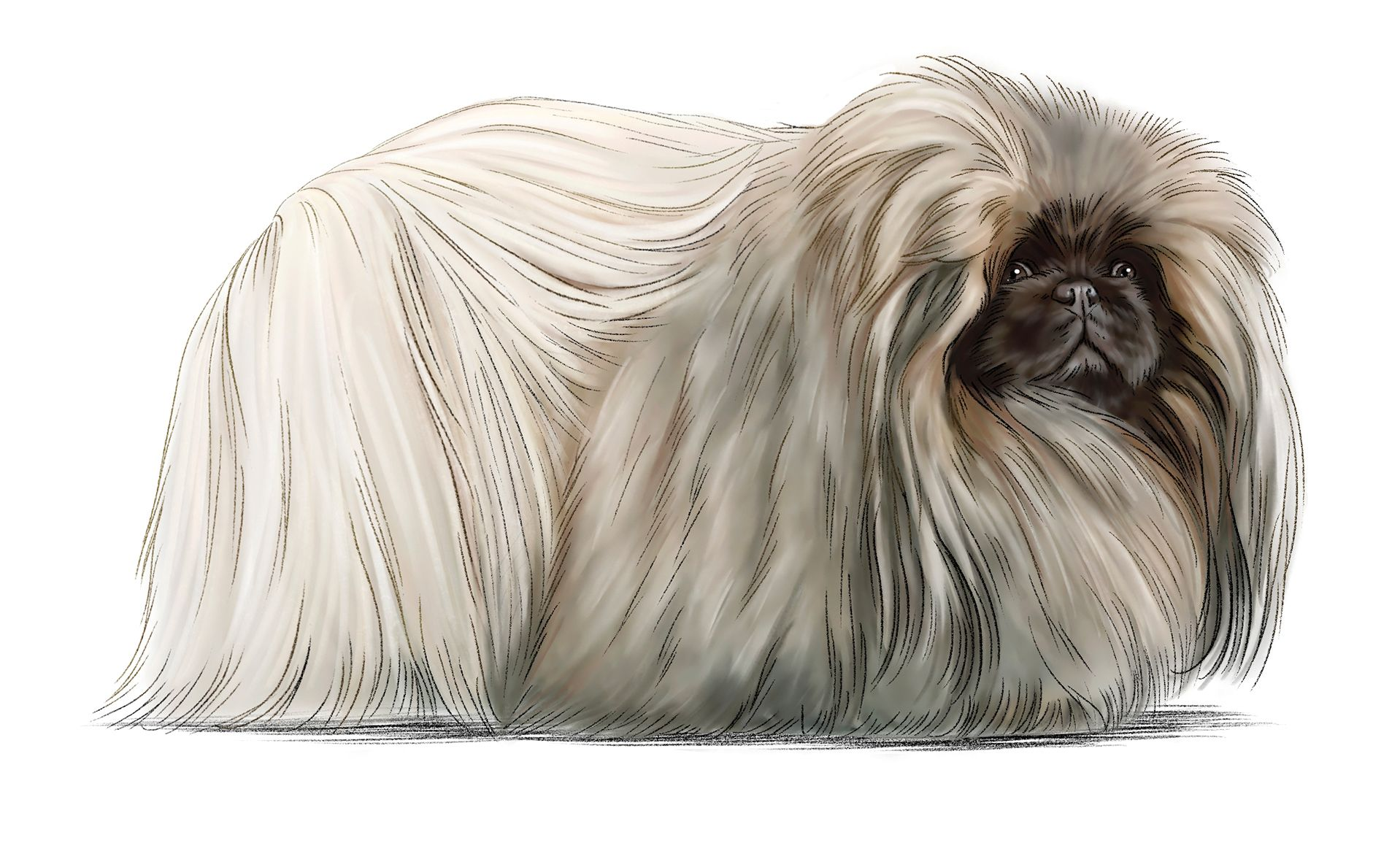 Royal store canin pekingese