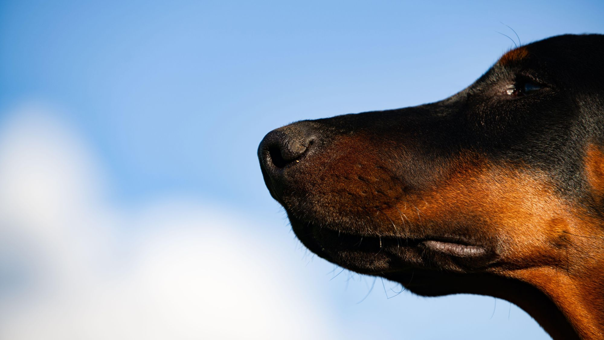 Close-up side view of a black and brown Austrian Pinscher's nose