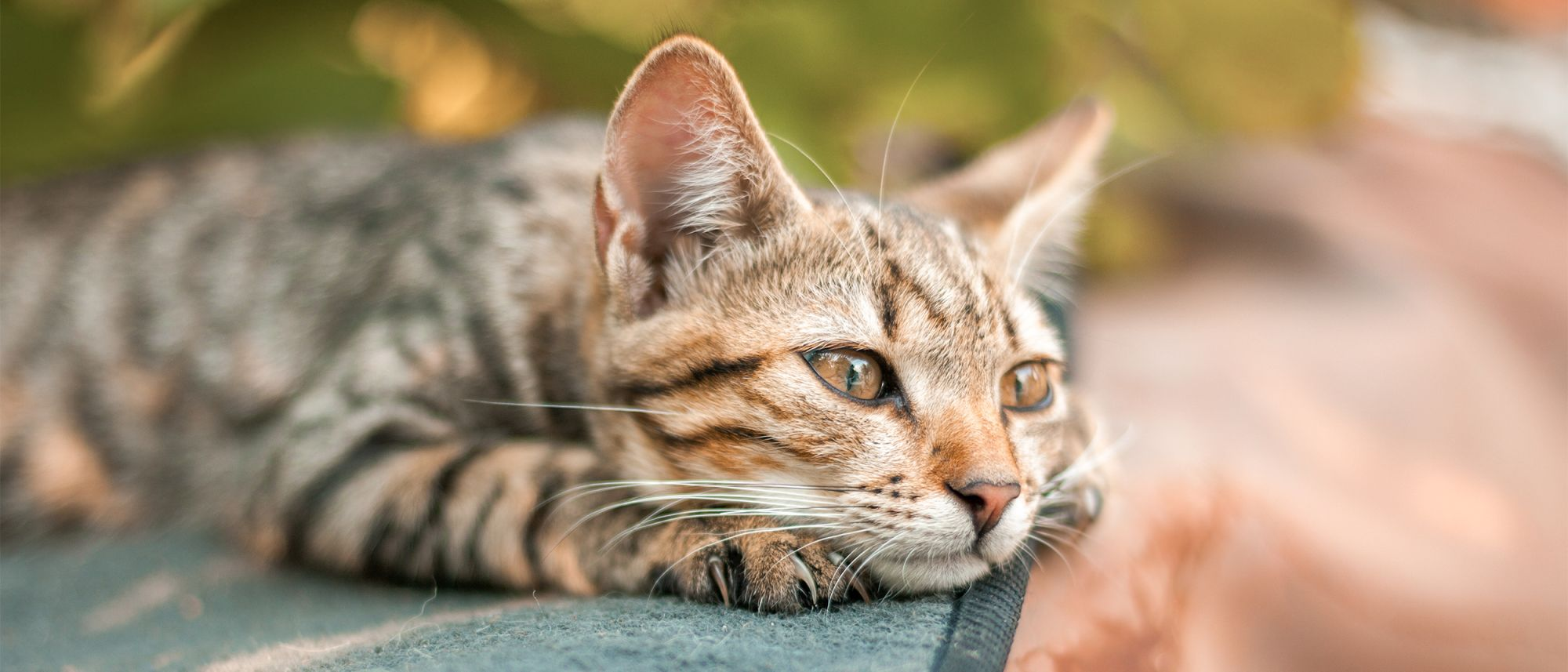 Cat lying down outside