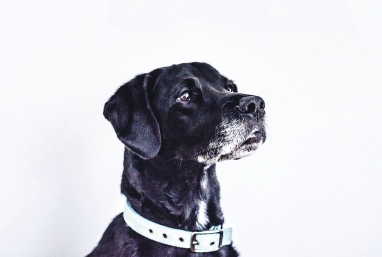 Les chiens comme celui-ci seront classés comme seniors jusqu’à la fin de leur vie