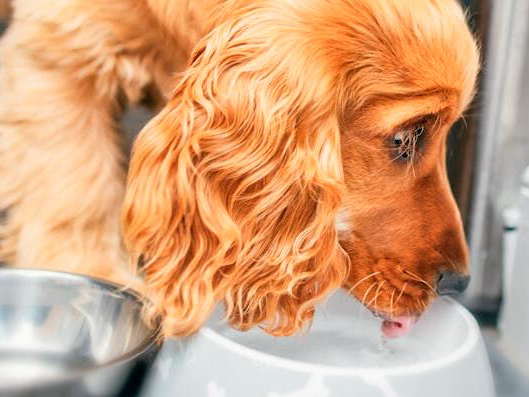 English Cocker Spaniel eet uit een voerbak 