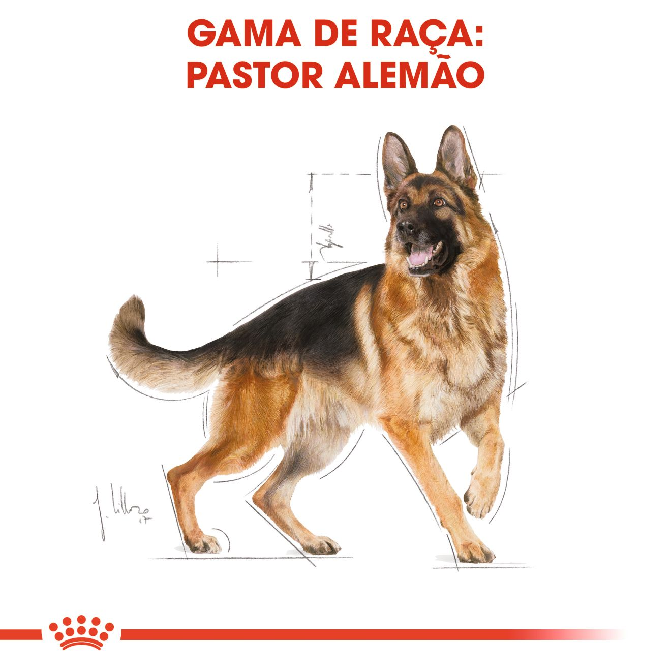 German Shepherd Adult