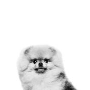 Pomeranian Adult Mærke Emblematisk