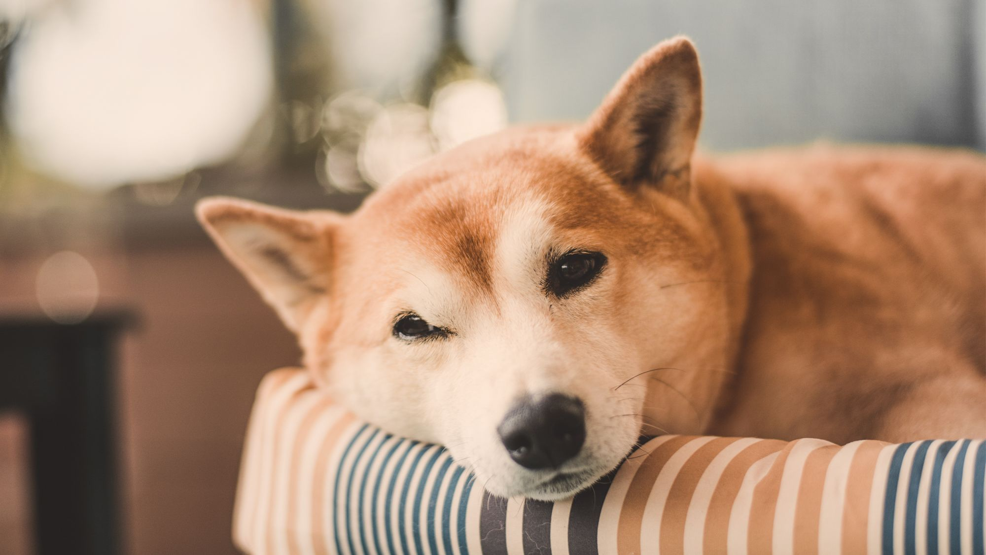 Shiba adult lying down on a dog bed indoors.