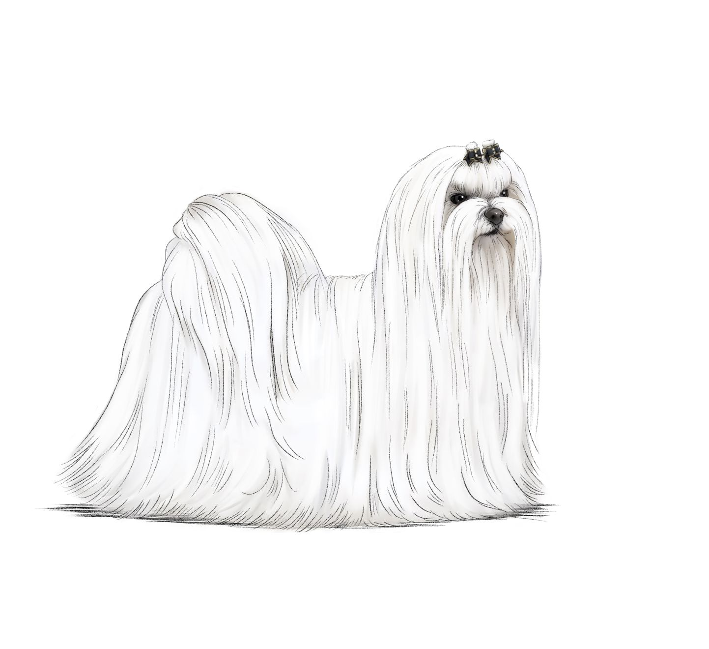 Illustration of white Maltese from the side