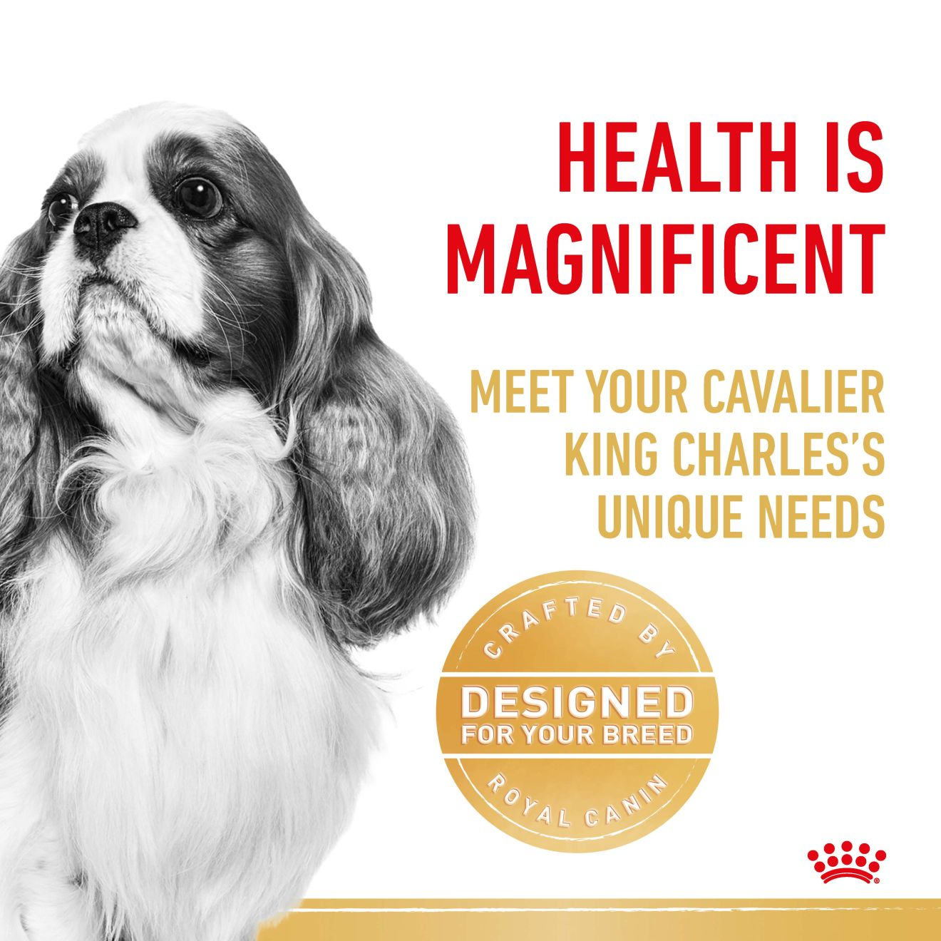 Cavalier King Charles Adult