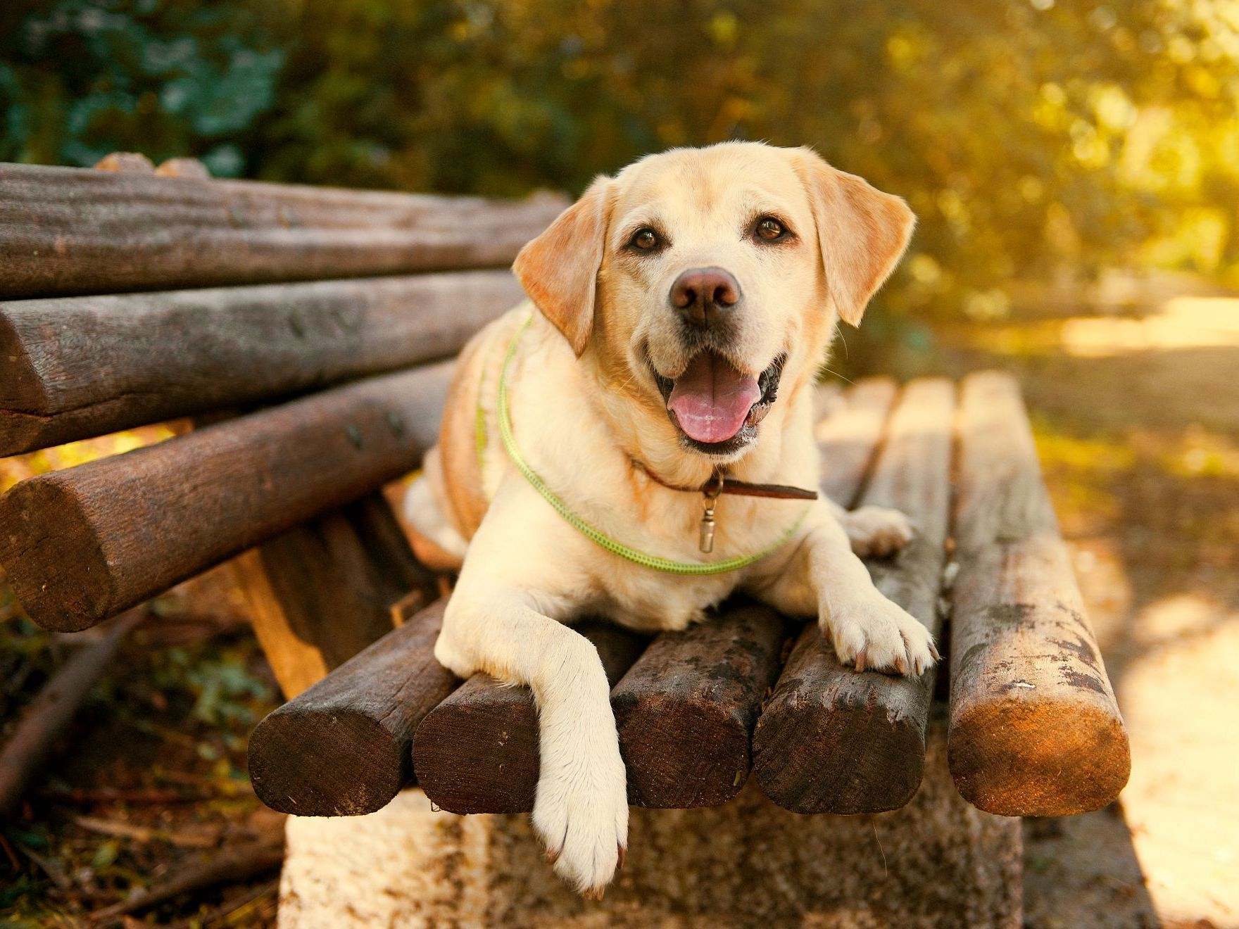 Labrador retriever dans un parc