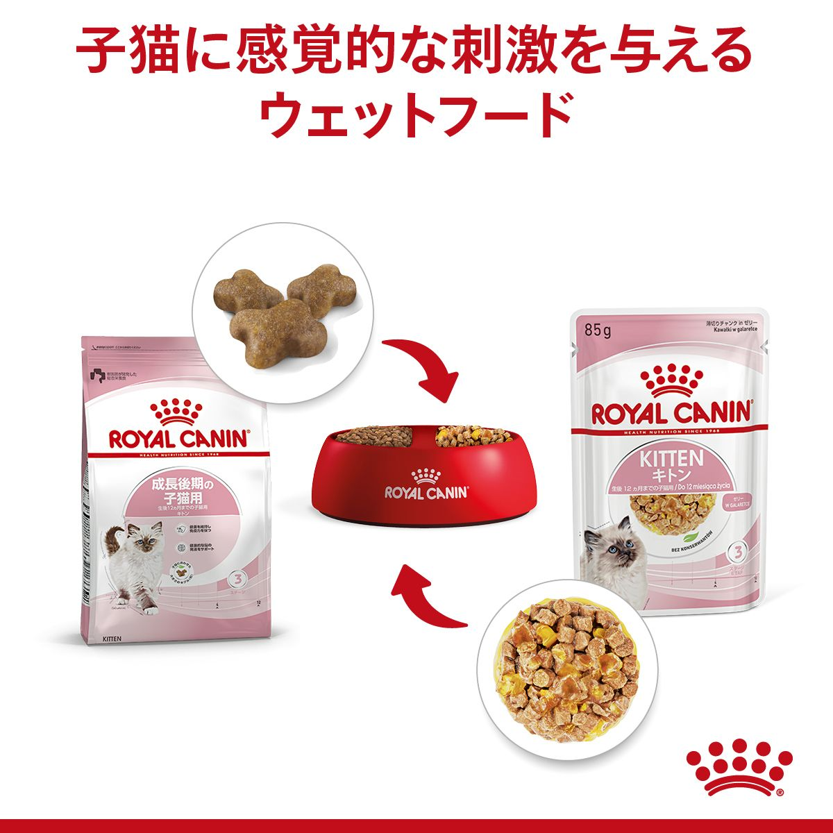 キトン ゼリー（子猫用 ウェット） | Royal Canin JP