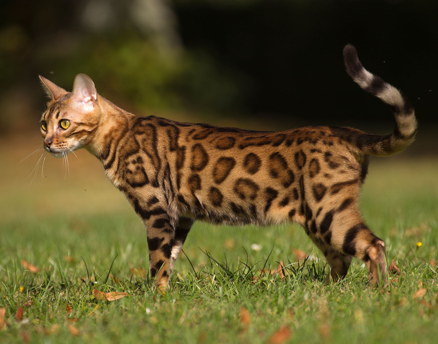 bengal on the grass