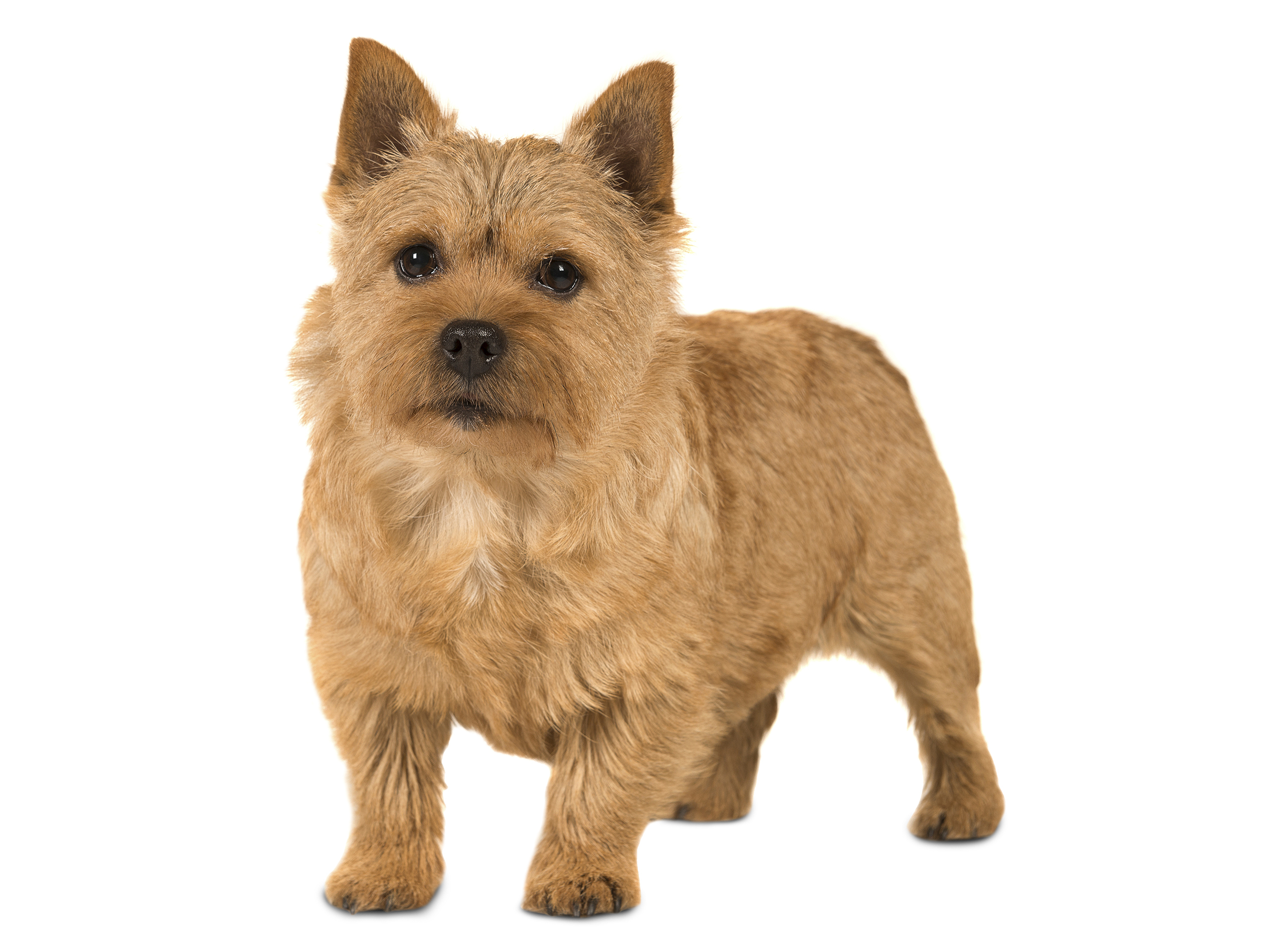 Norwich Terrier adult black and white