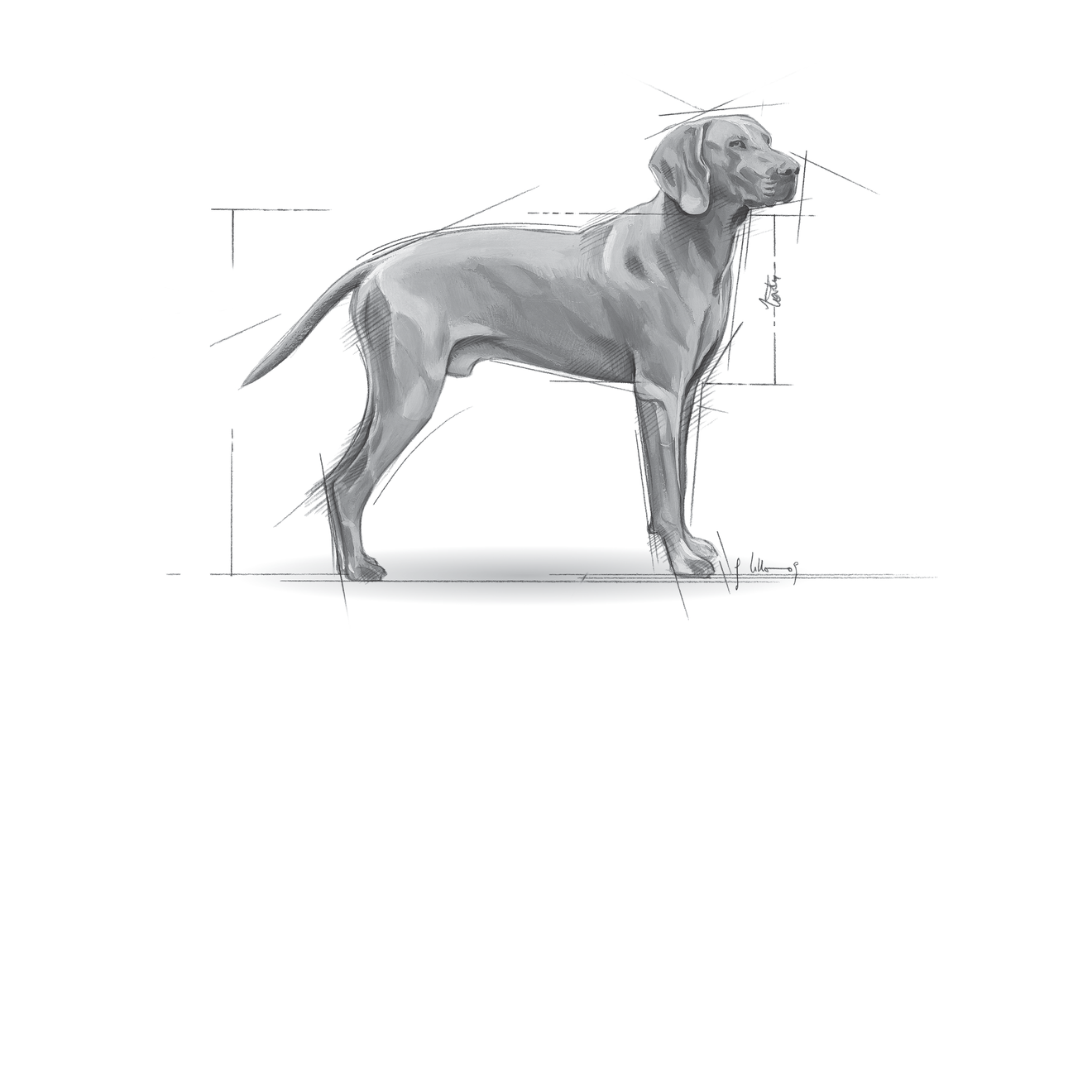 royal canin maxi dermacomfort 14kg