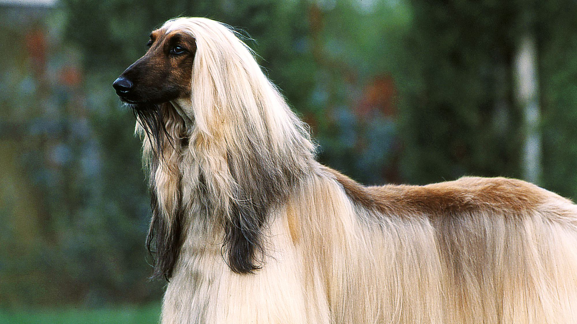 Afghan Hound standing still on grass