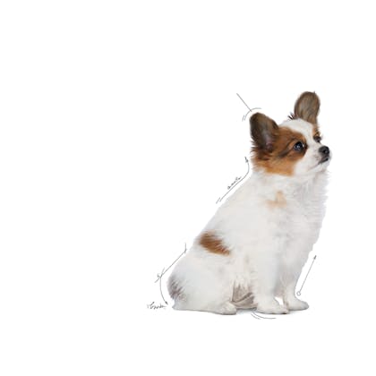 SOL – XSMALL PUPPY – DRY – EMBLEMATIC - B1