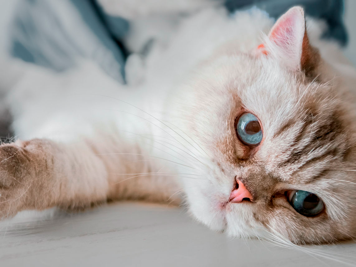 Gato joven recostado en una camilla siendo revisado por un veterinario