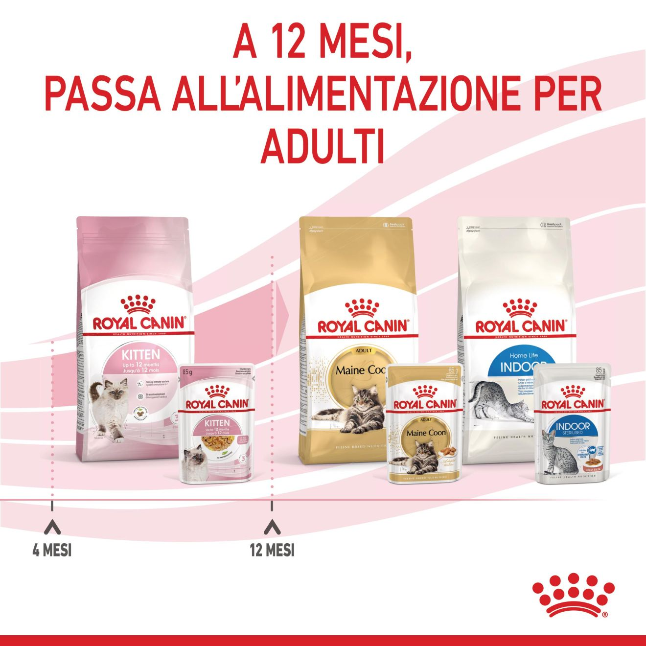 Kitten bocconcini in gelatina