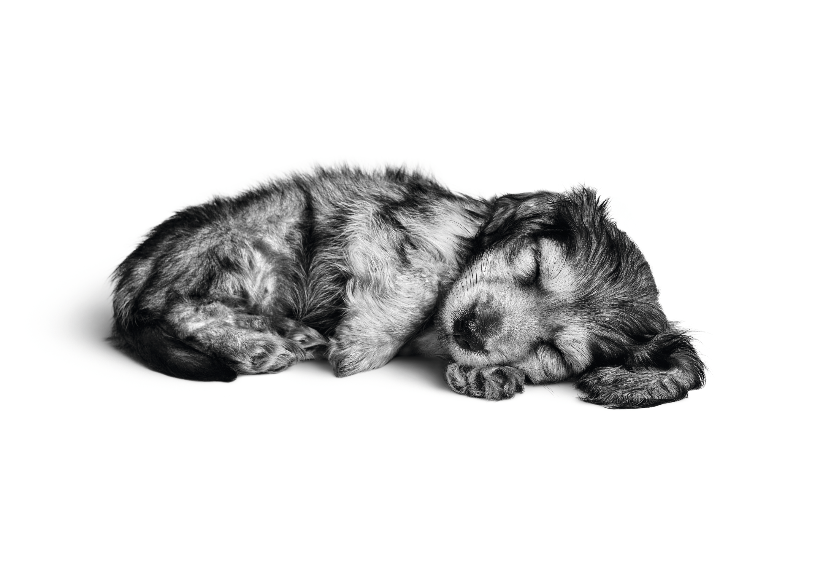 Black and white puppy sleeping
