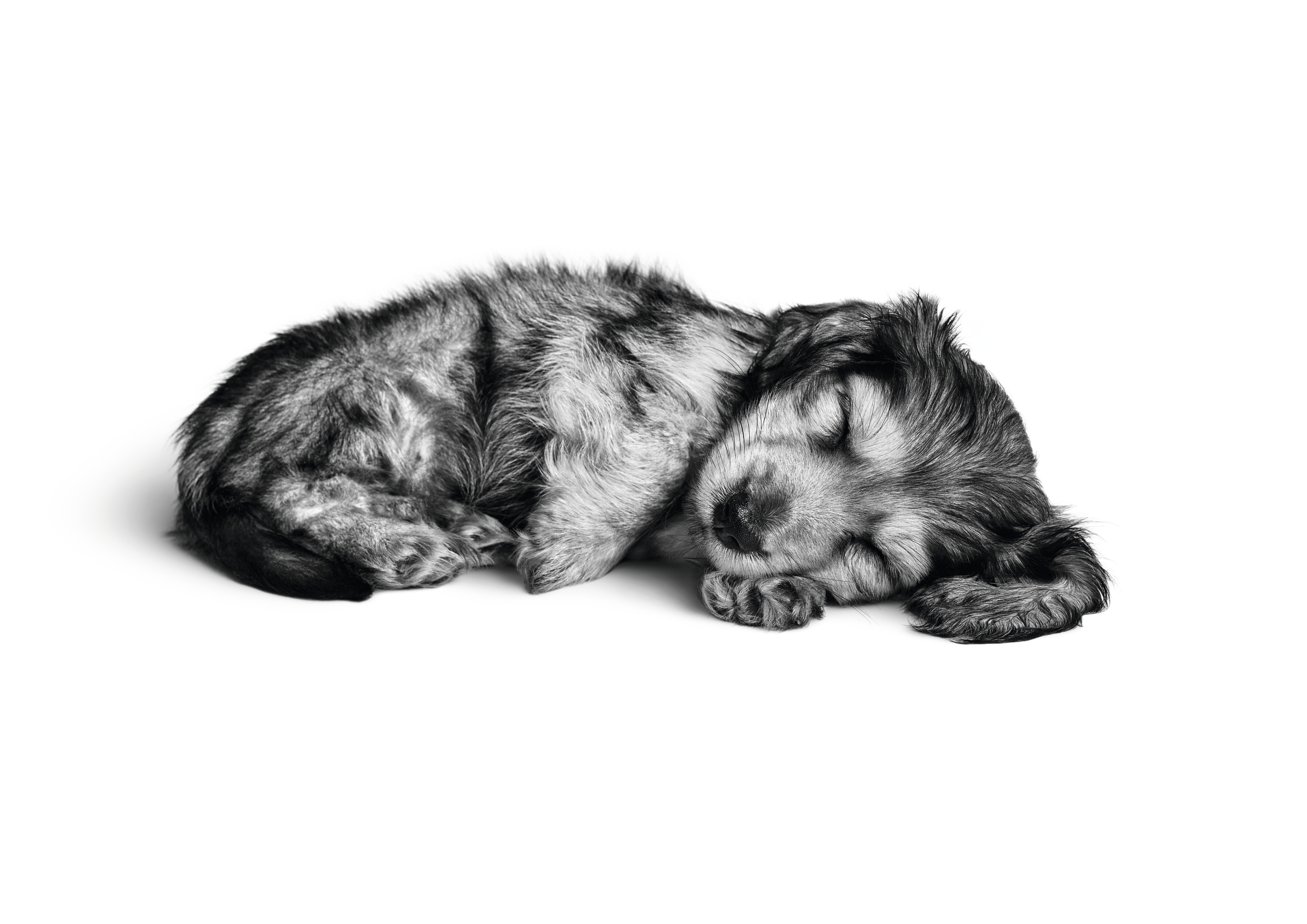 Black and white Dachshund puppy sleeping 