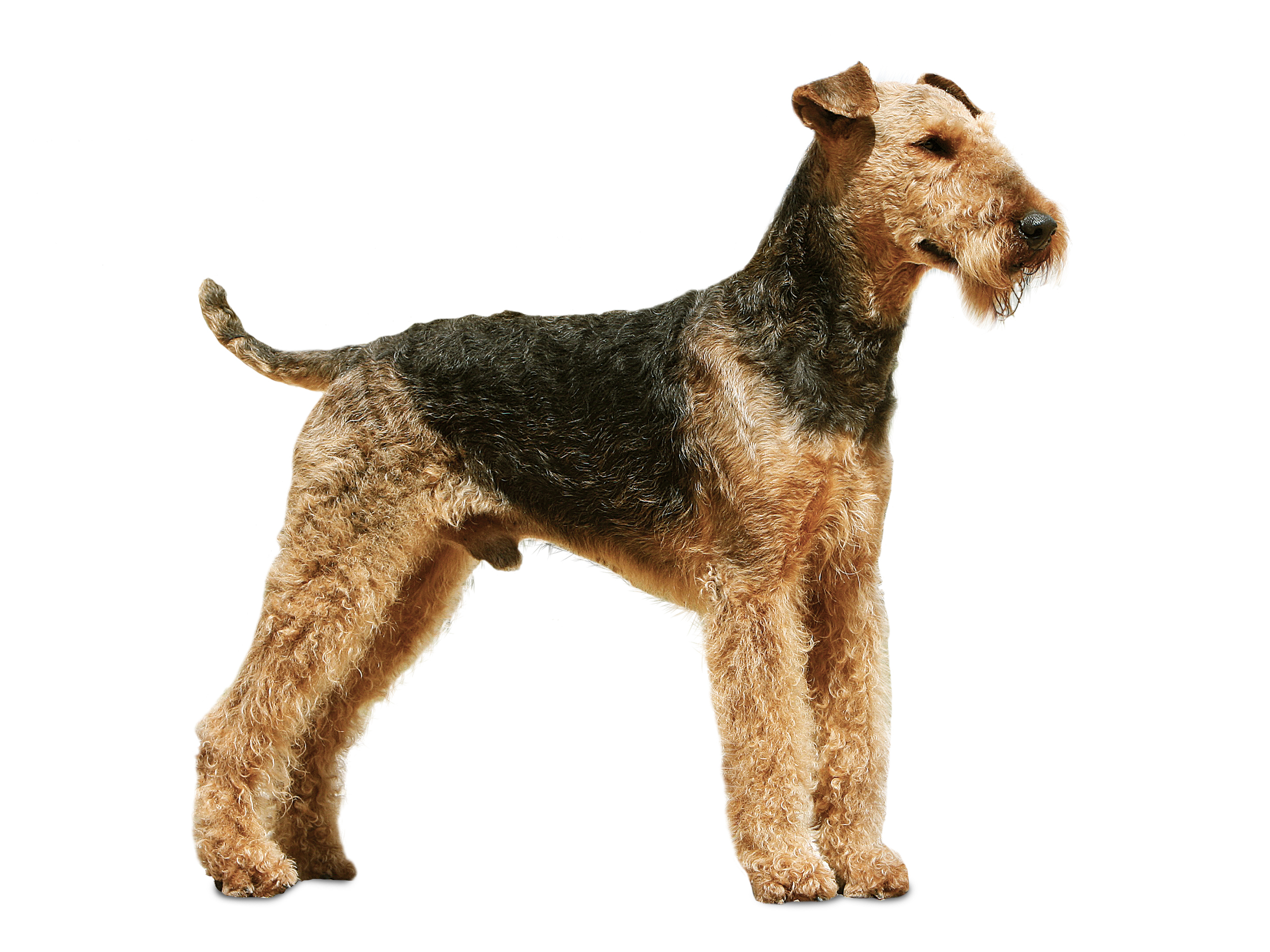 Airedale Terrier Adult Standing
