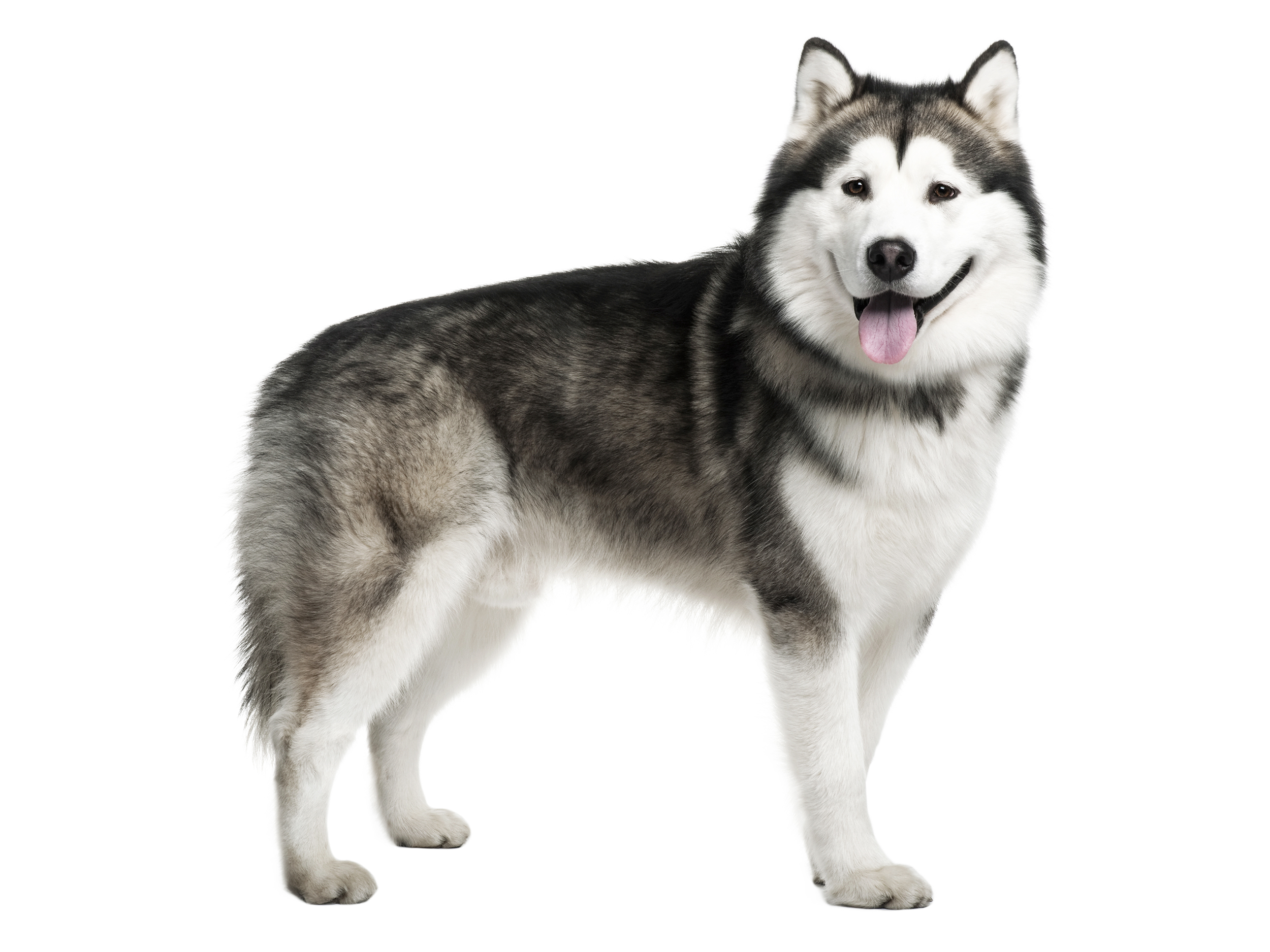 Alaskan Malamute adult in black and white