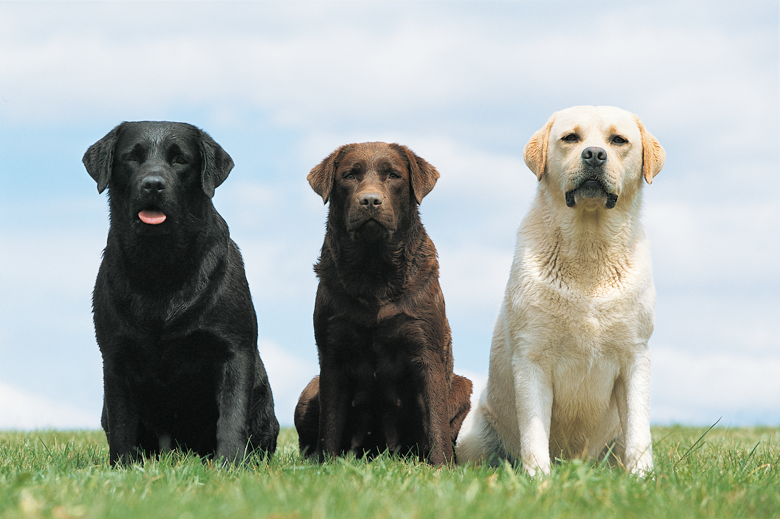 Младенец и собака в доме: новорожденный ребенок и собака в квартире | Royal  Canin