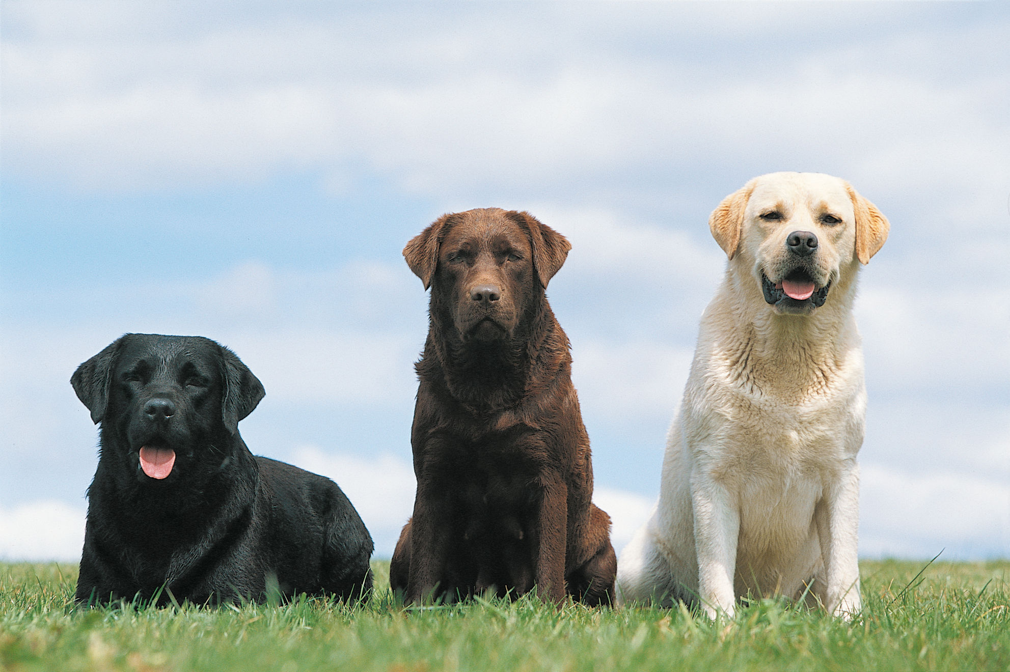 Golden retriever adult outside in long grass