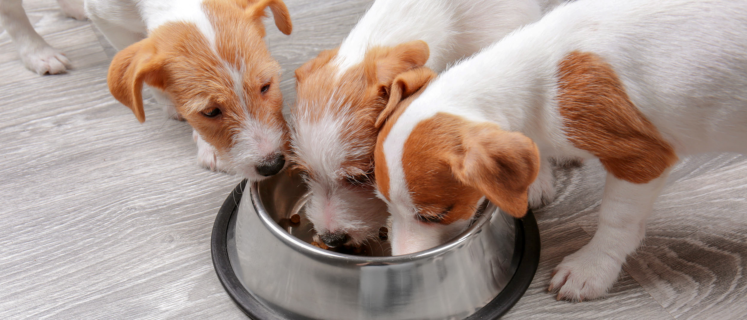 Three puppies standing in a kitchen eating from the same silver bowl.