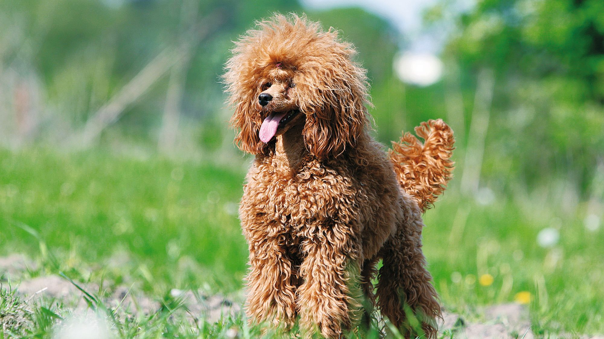 Poodle standing on grass with tongue out and tail up