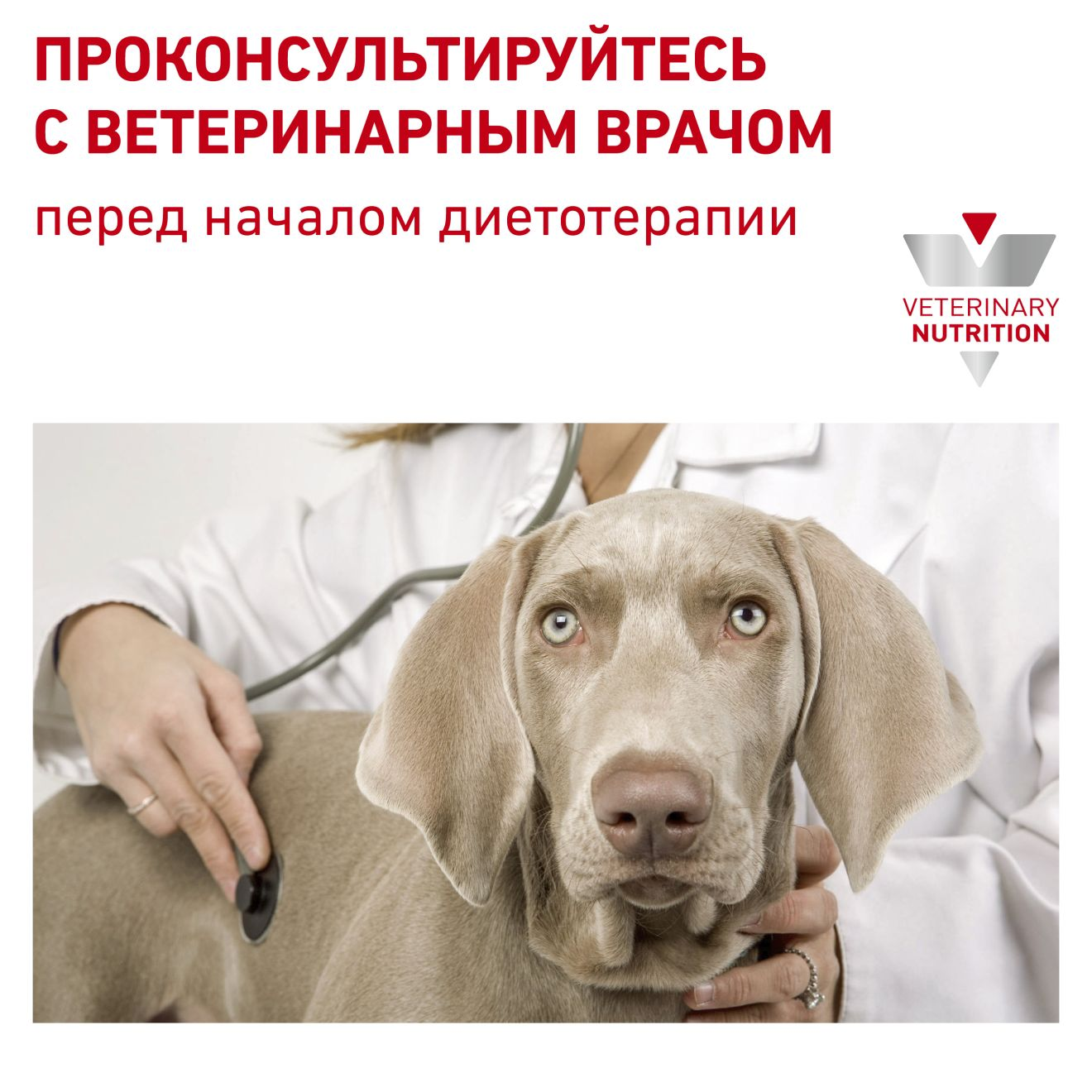 Royal canin hot sale lf