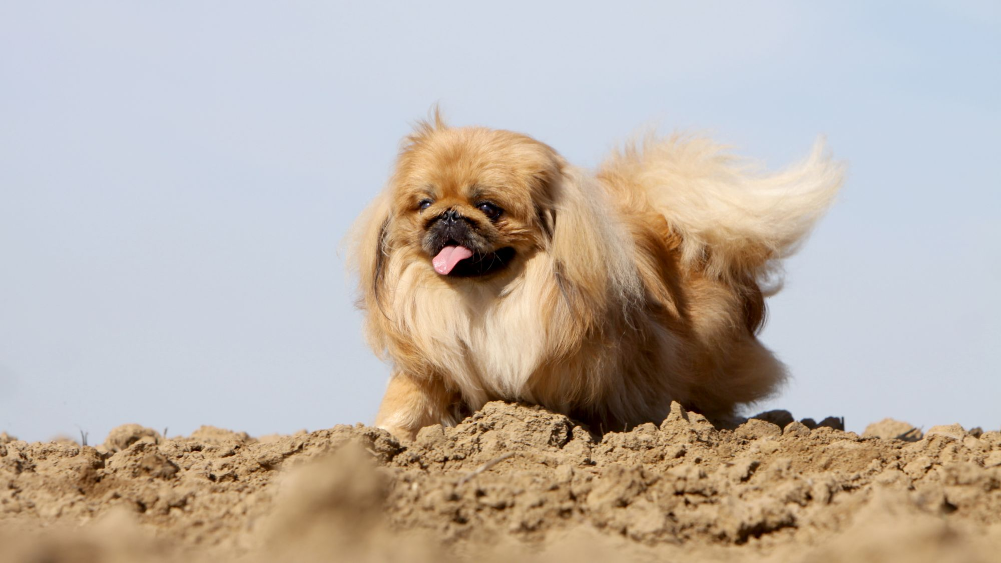 Pekinese dog walking over a dried dirt mound