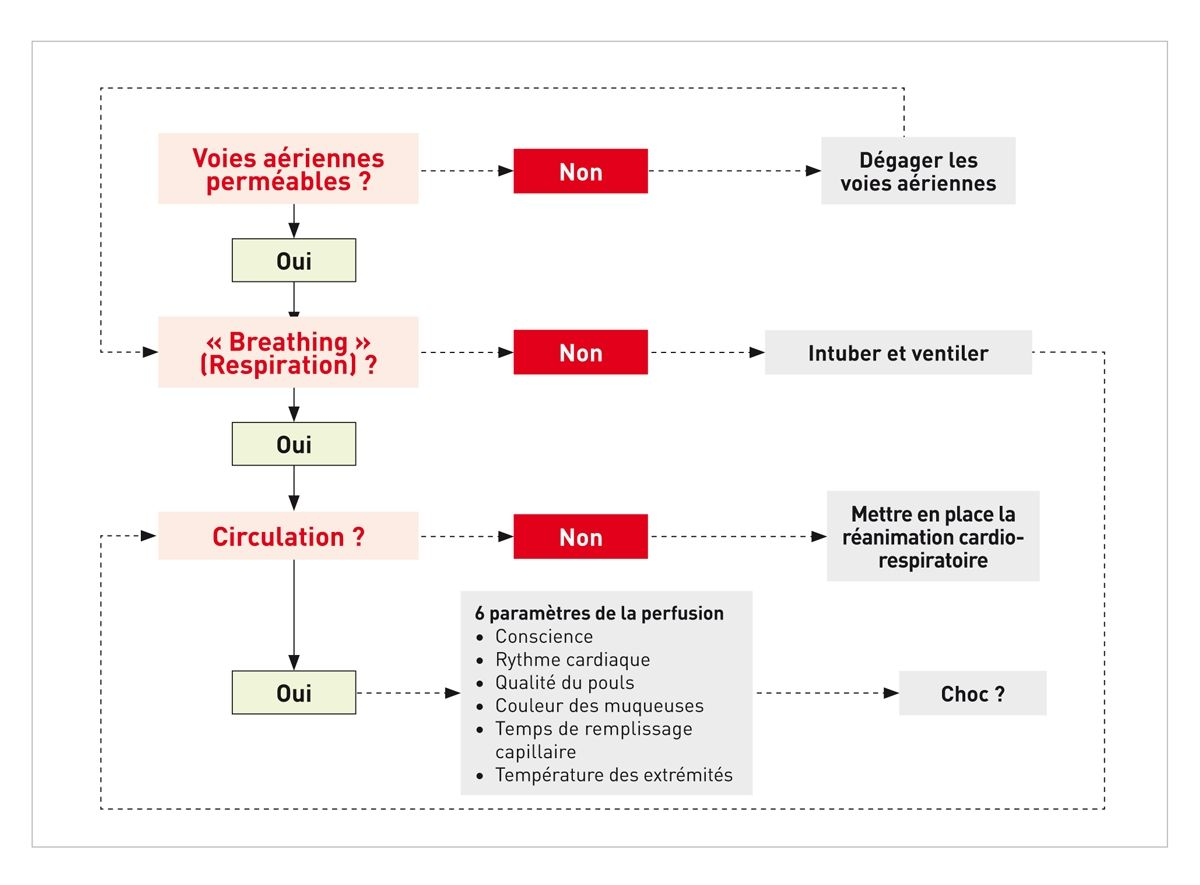 Les initiales « ABC » peuvent être utilisées pour évaluer la perméabilité des voies respiratoires, la respiration et la circulation. Les réponses adéquates sont indiquées ici.