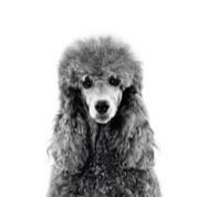 Poodle Adult Emblematisk