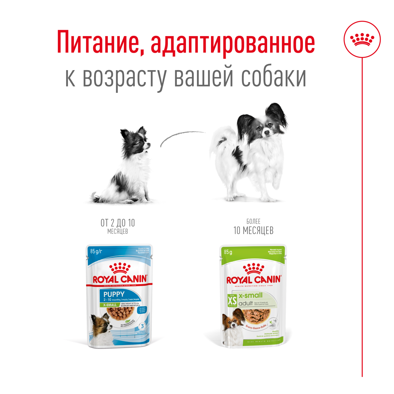 X-Small Adult