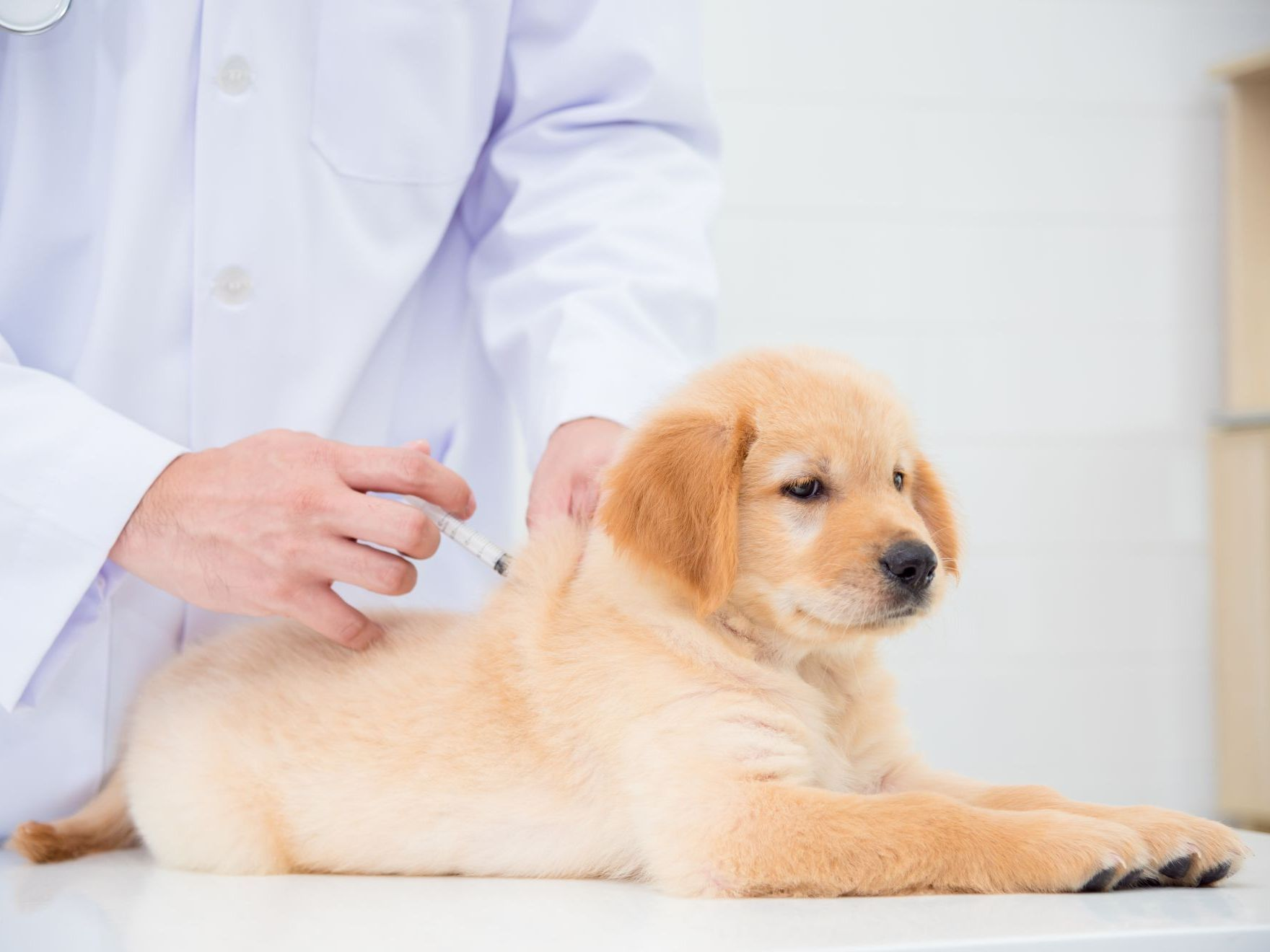 Veterinarian hands giving injection to a small puppy