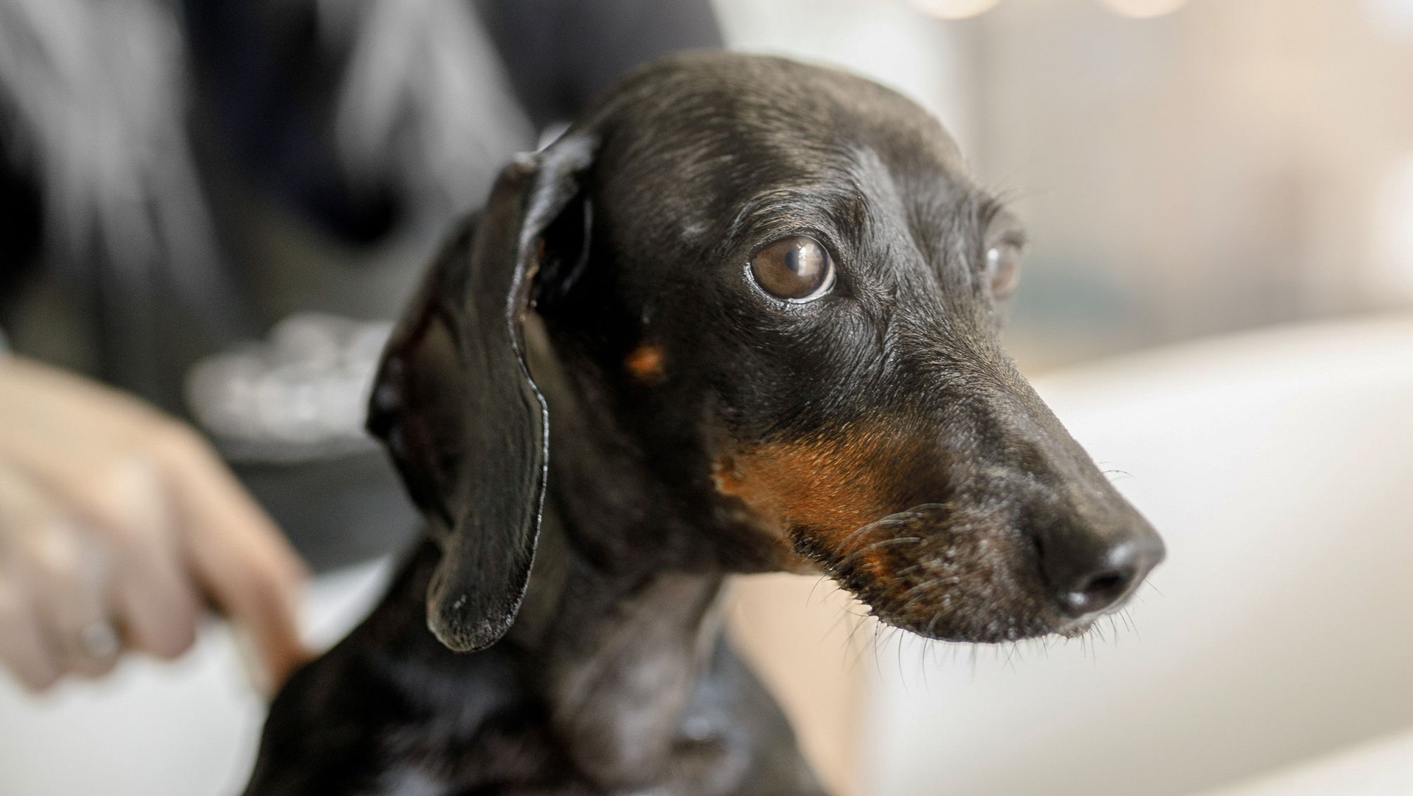 Dachshund adult in a bath with owner sat behind.