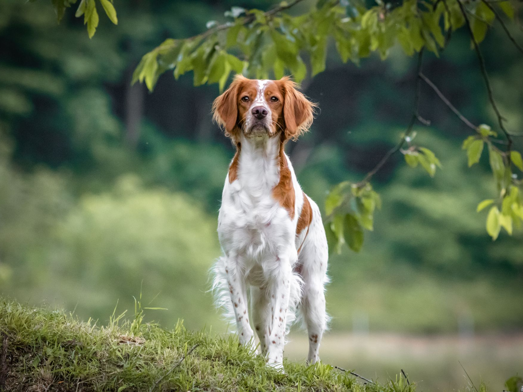 brittany-spaniel-female-dog-portrait