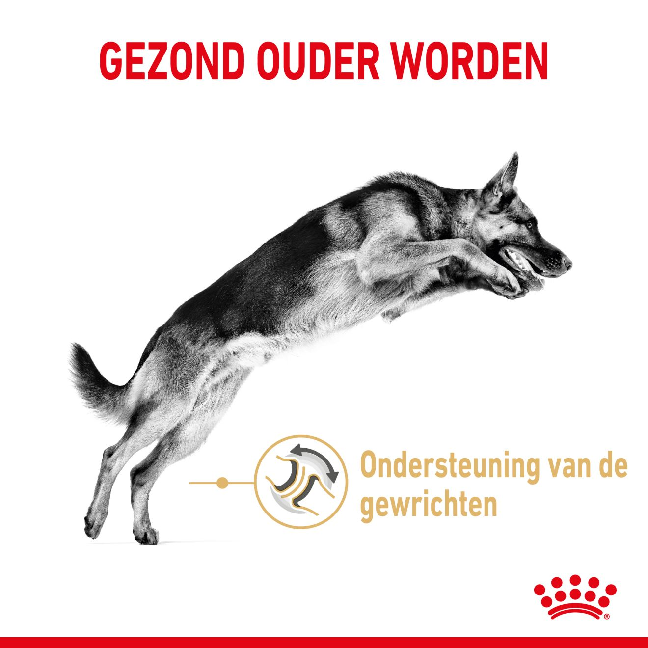 German Shepherd Adult 5+