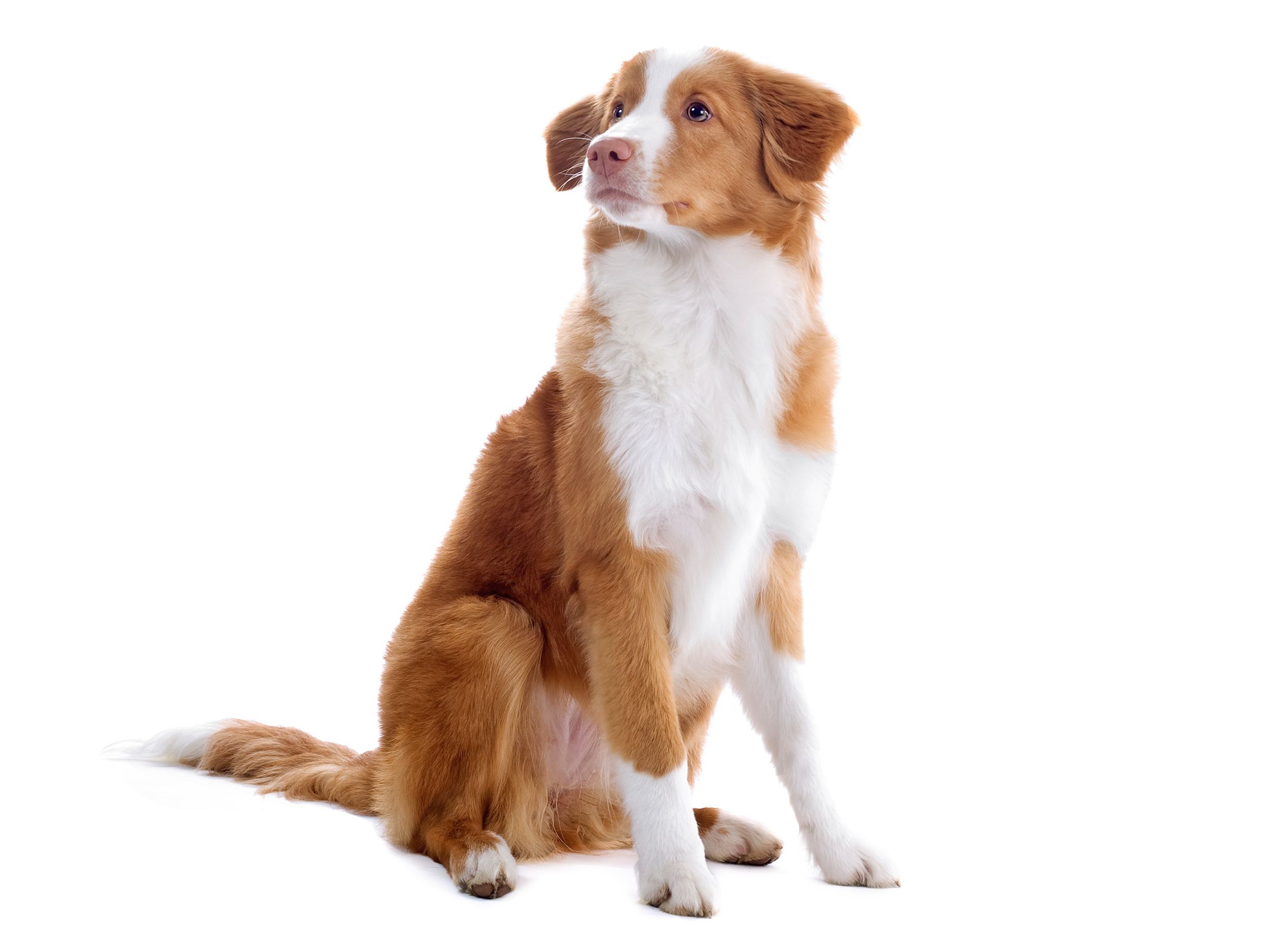 Nova Scotia Duck Tolling Retriever adult black and white