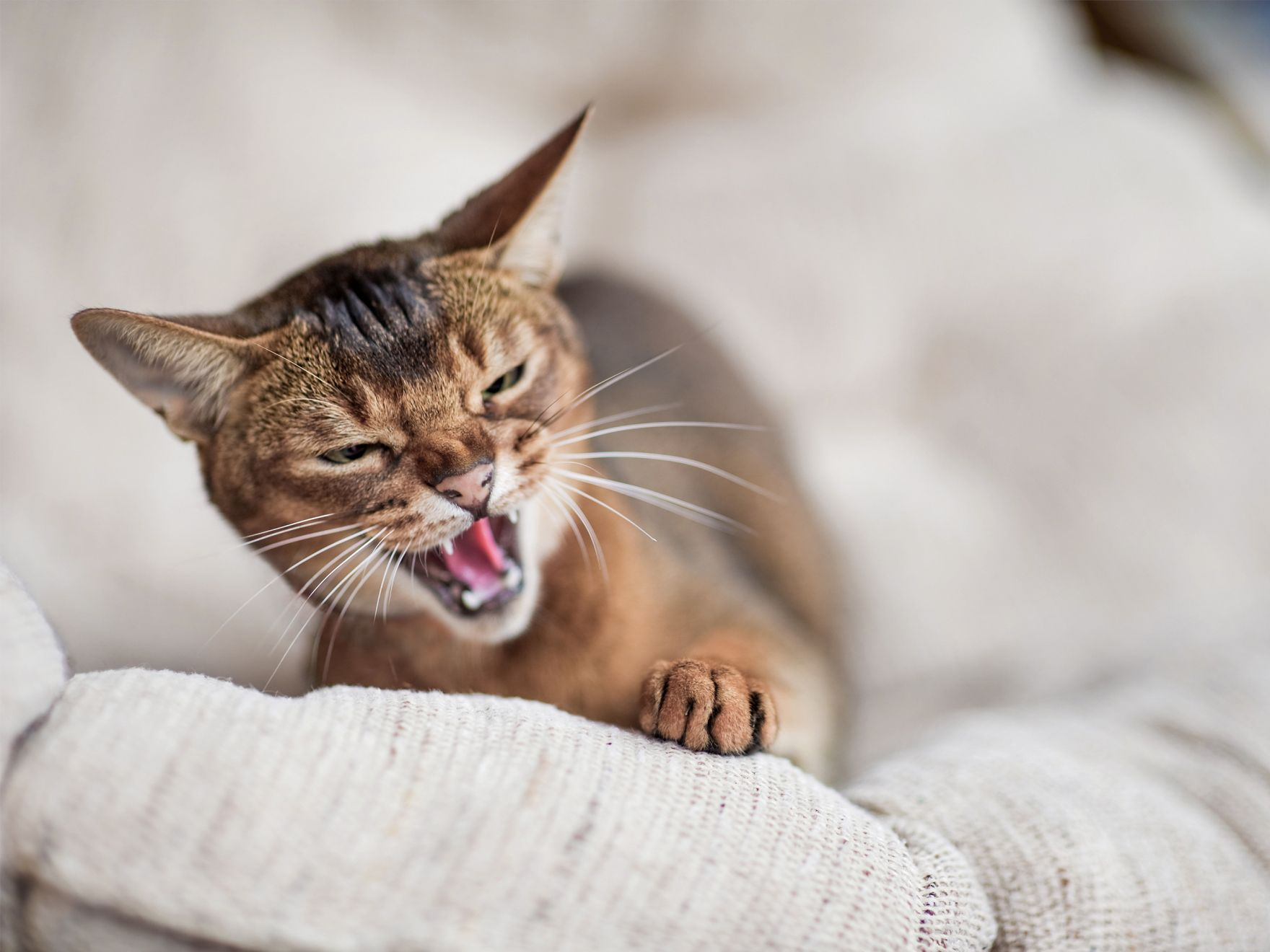Cat with open mouth