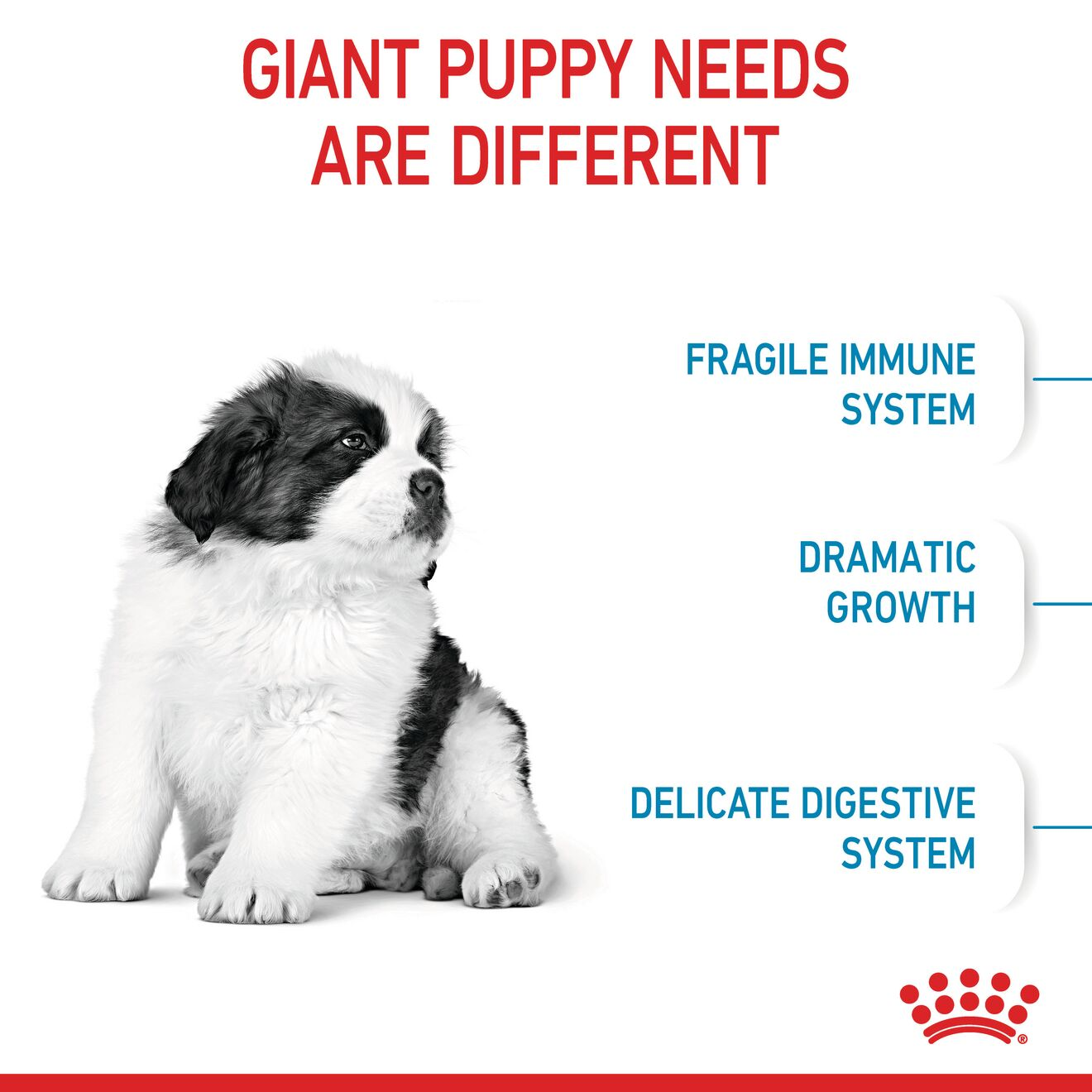 Giant Puppy