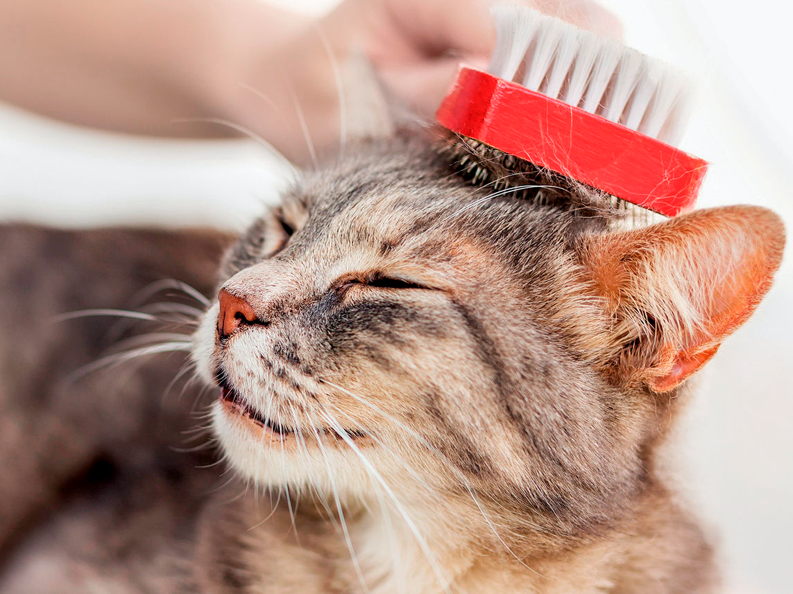 Adult cat lying down on owners knee while being groomed with a red brush