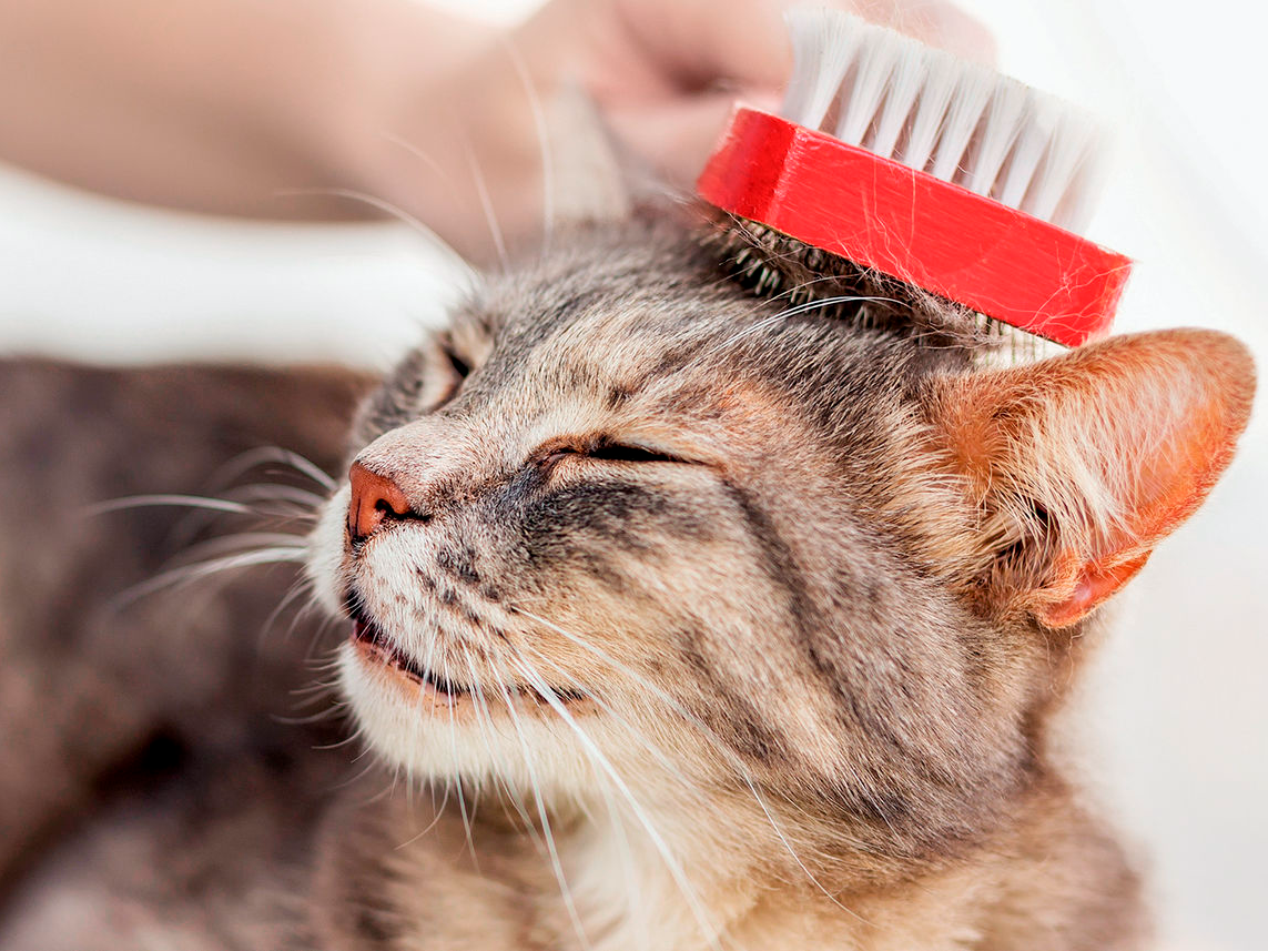 Gato adulto recostado sobre las rodillas del tutor mientras lo acicala con un cepillo rojo.