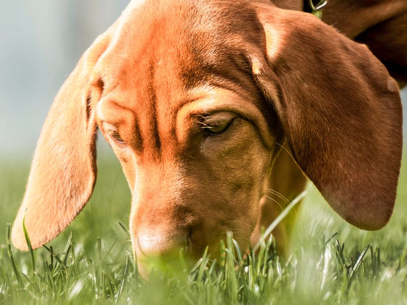 perro marrón oliendo hierba afuera