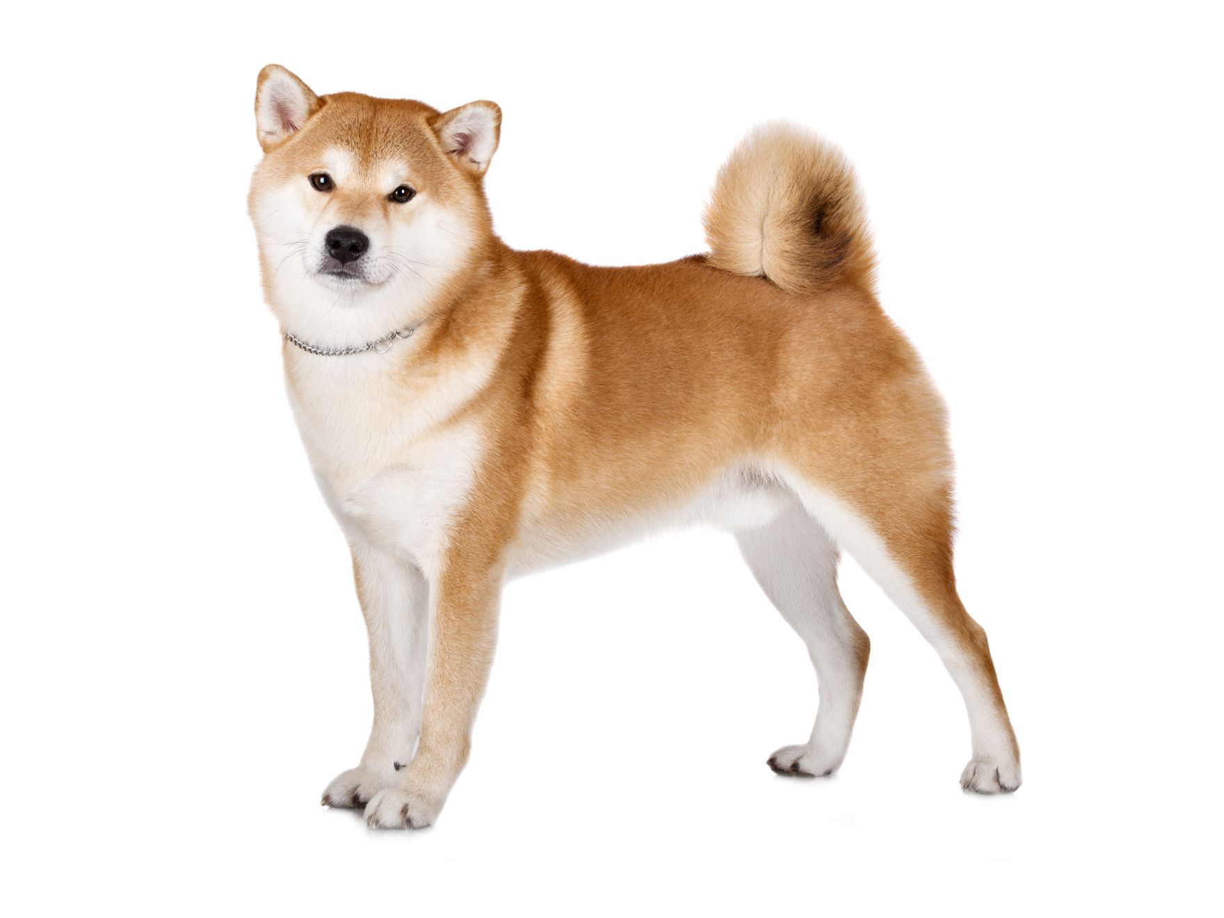 Akita adult black and white