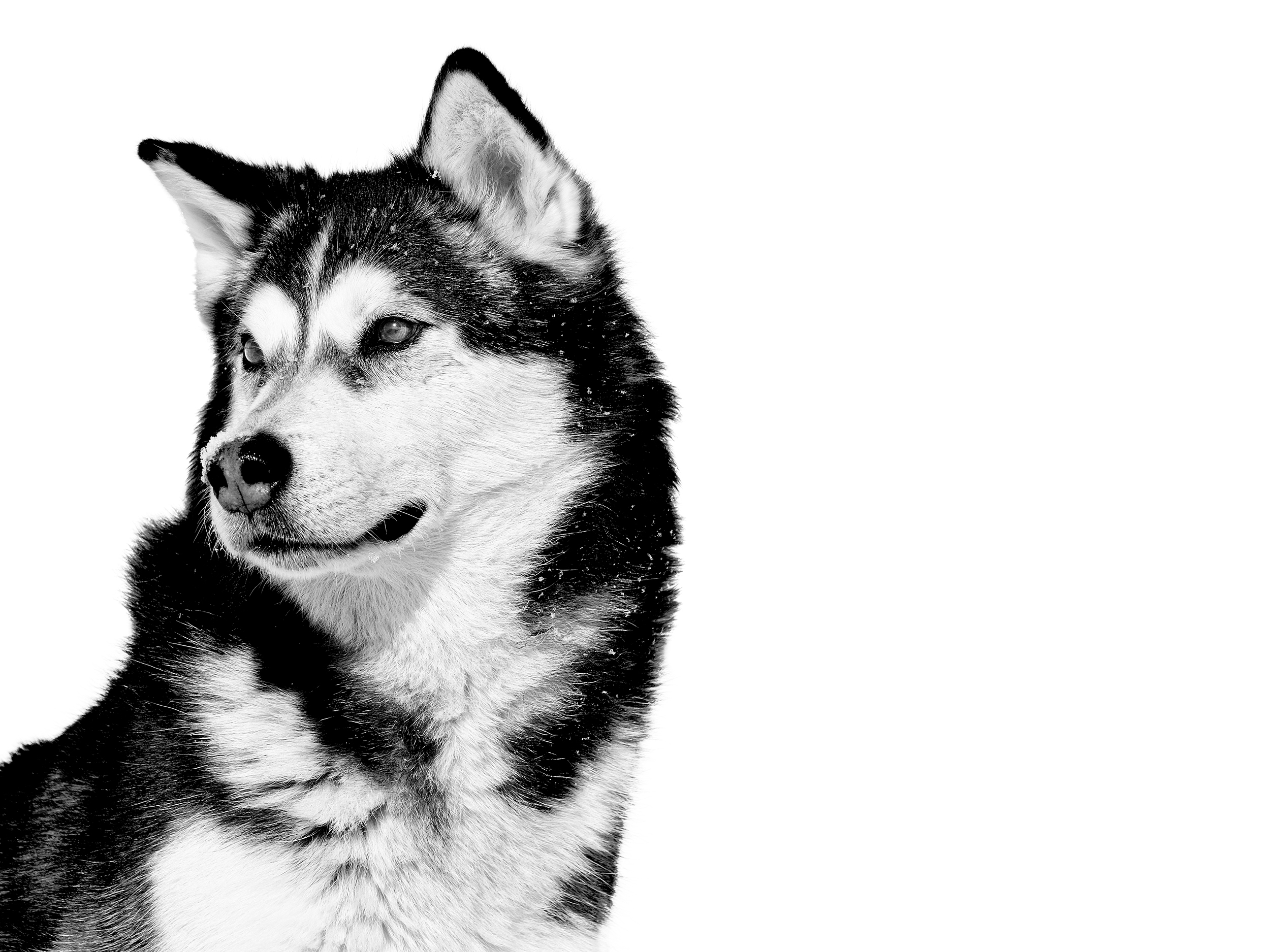 Alaskan Malamute adult in black and white