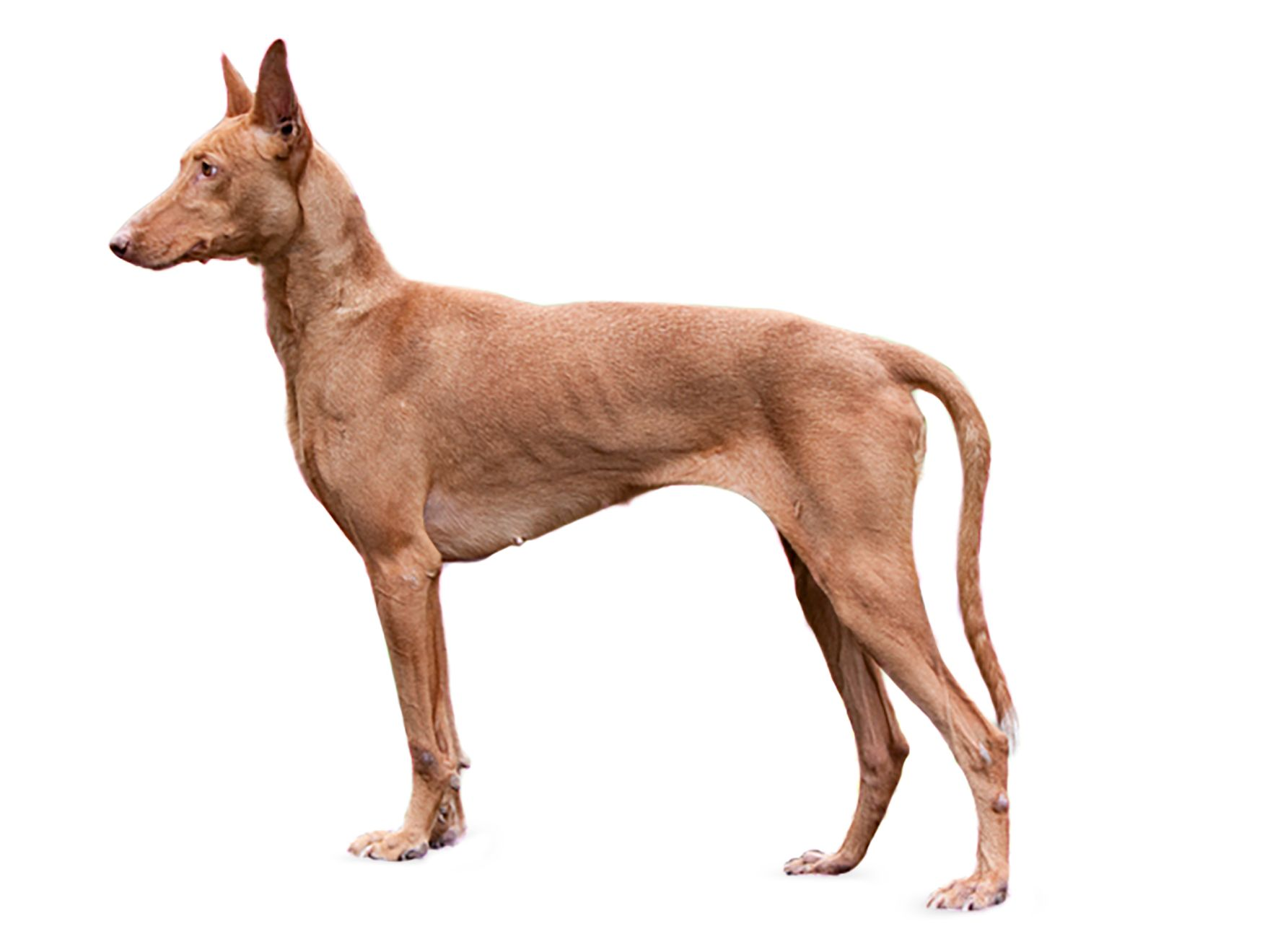 Canarian Warren Hound - Podenco Canario adult black and white