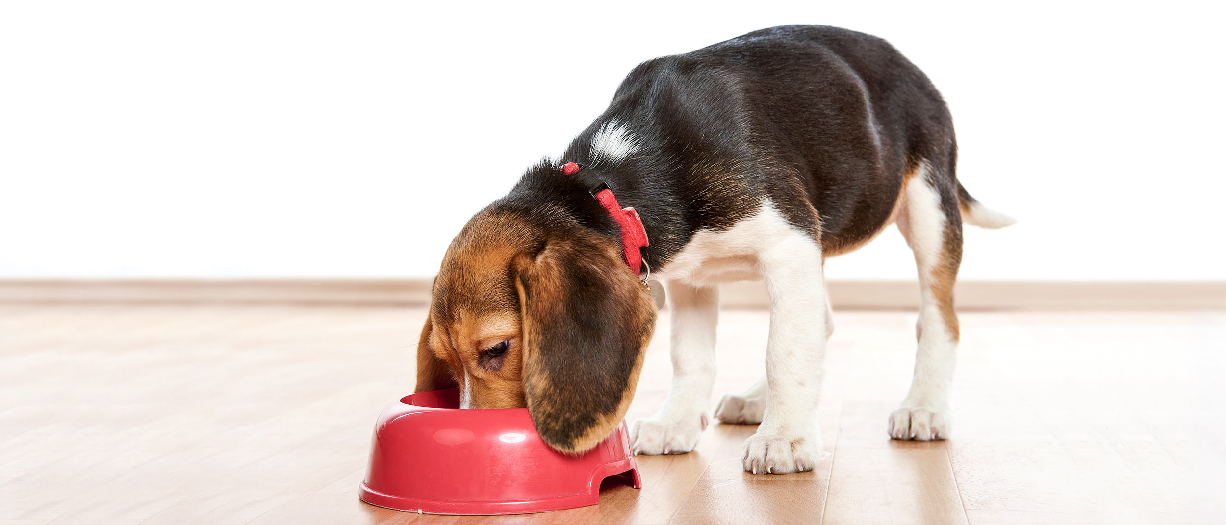 Beagle pui, în picioare, în casă, mâncând dintr-un bol roșu.