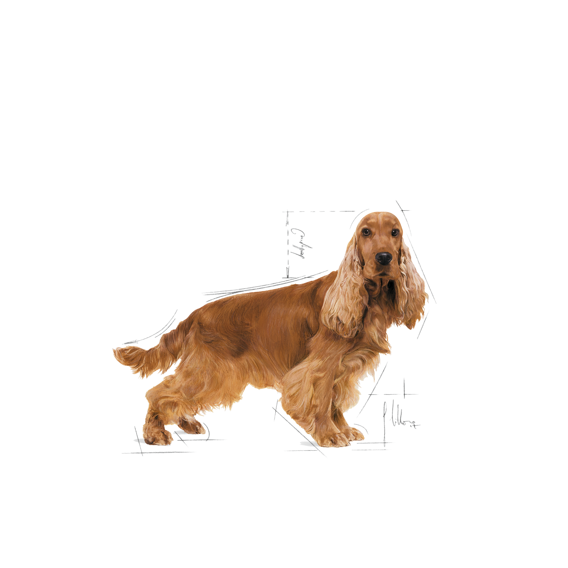 Royal canin 2025 cocker spaniel 3kg