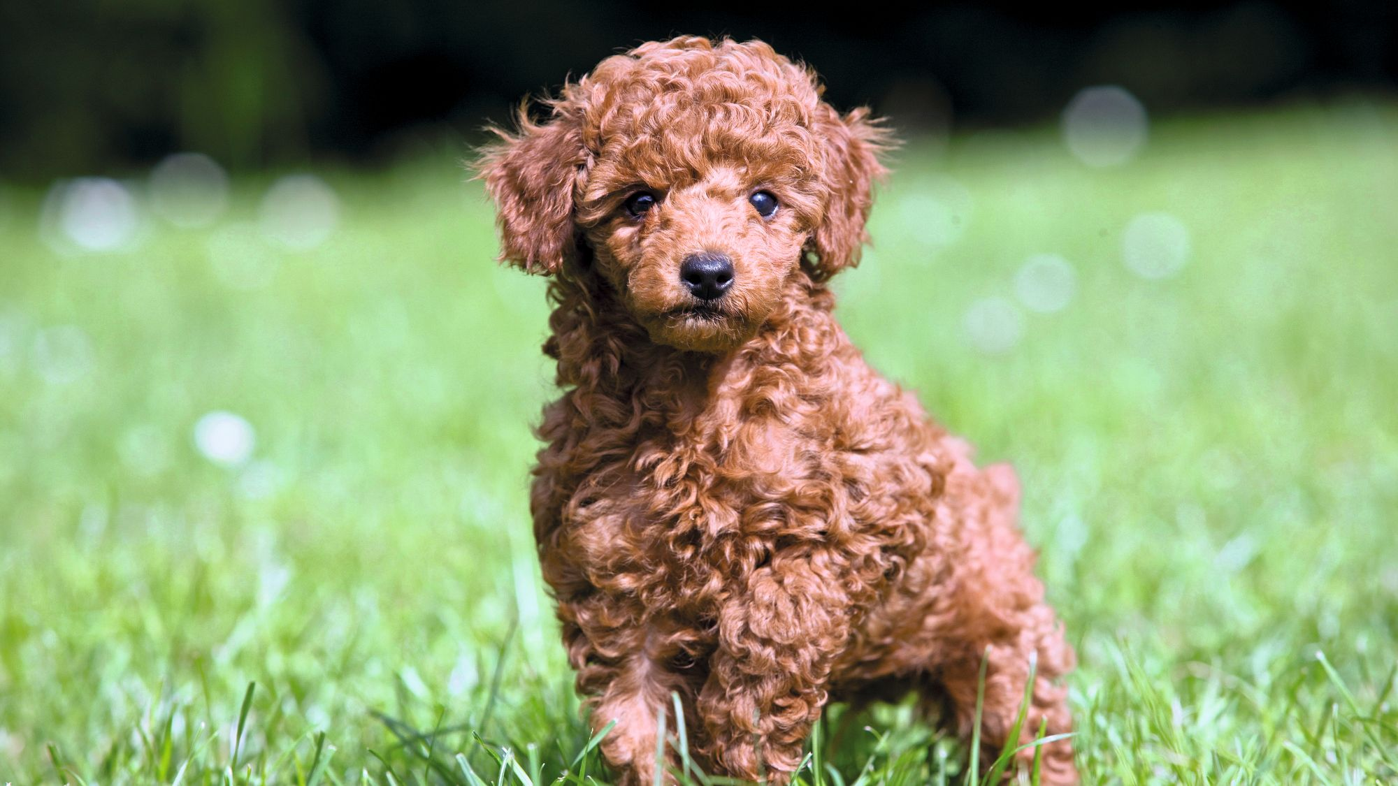 Brown Poodle puppy standing on grass